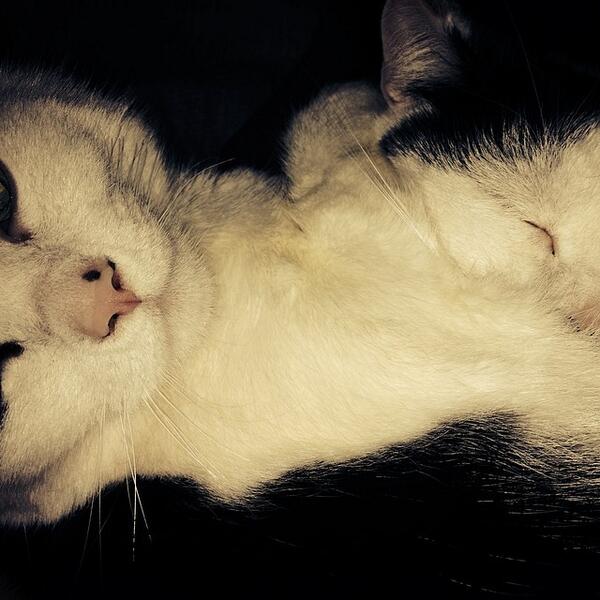 Sweetest kitten ever! rounded